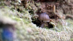 Mycena alcalina