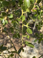 Ceanothus spinosus