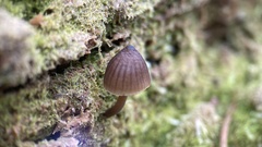 Mycena alcalina
