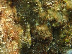 Lipophrys trigloides