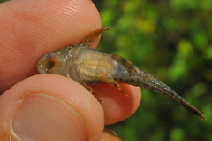 Hypostomus