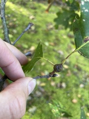 Zapatella quercusphellos