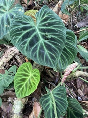 Philodendron verrucosum image