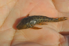 Hypostomus