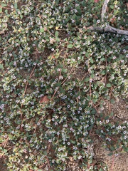 Euphorbia polycarpa