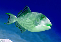 Pseudobalistes flavimarginatus