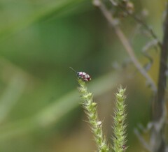Omophoita magniguttis