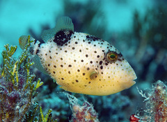 Pseudobalistes flavimarginatus