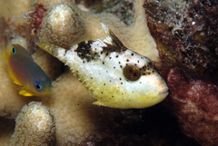 Pseudobalistes flavimarginatus