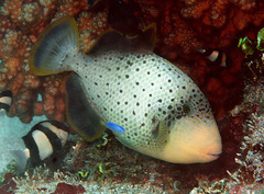 Pseudobalistes flavimarginatus