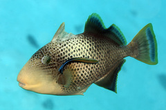 Pseudobalistes flavimarginatus