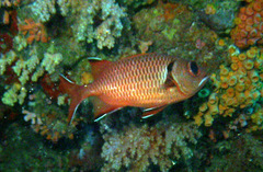 Myripristis botche
