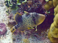 Pseudobalistes flavimarginatus