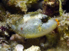 Pseudobalistes flavimarginatus