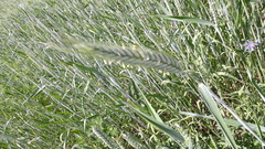 × triticosecale rimpaui