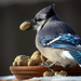 Blue Jay - Photo (c) tiller, some rights reserved (CC BY-NC), uploaded by tiller