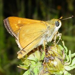 Hesperia meskei