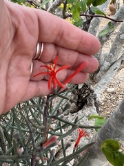 Psittacanthus sonorae