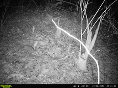 Thomomys mazama