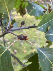 Zapatella quercusphellos