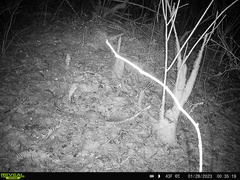 Thomomys mazama