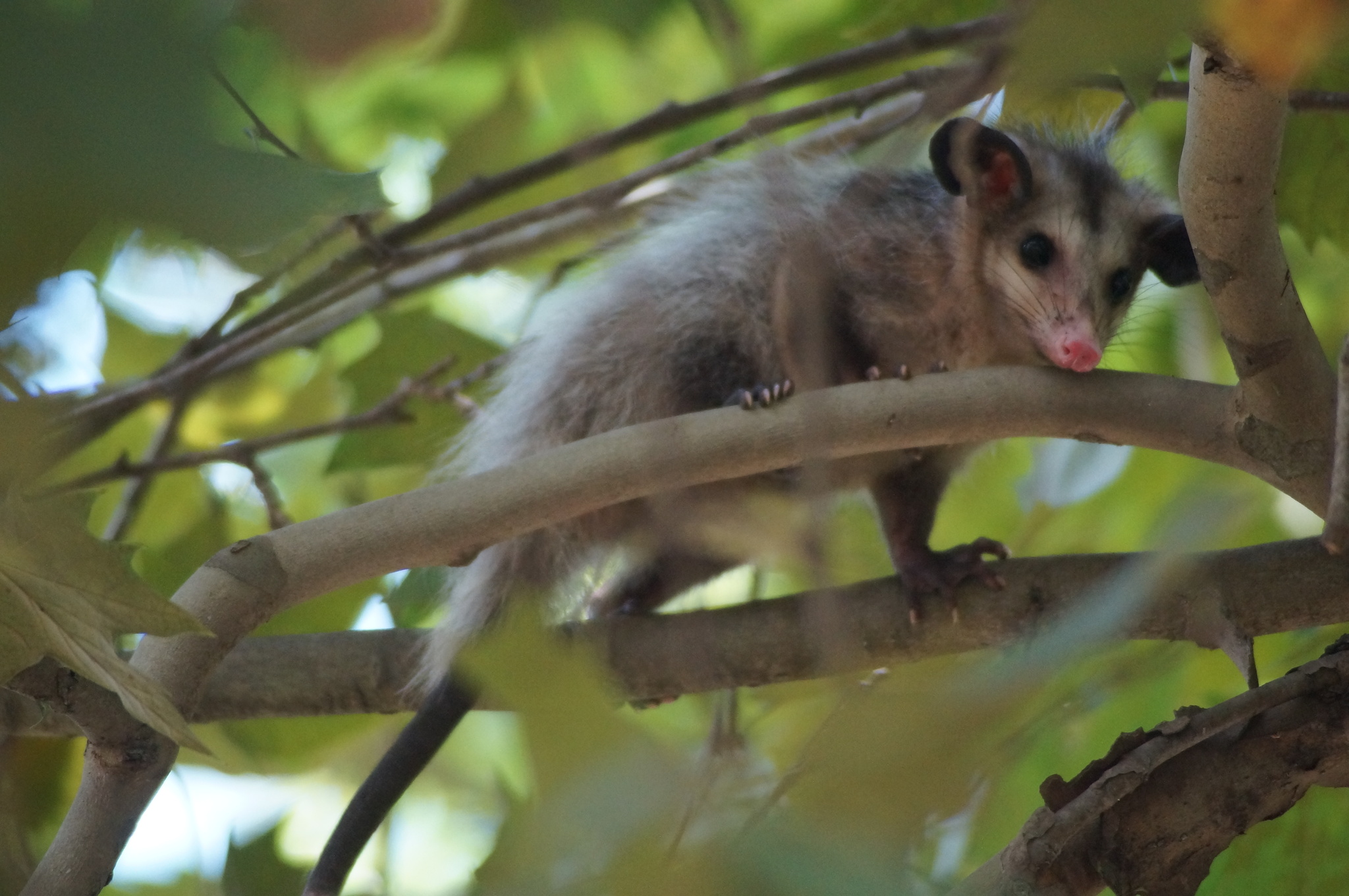 Didelphis aurita (Wied-Neuwied, 1826)