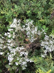 Eupatorium hyssopifolium