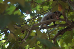 Didelphis aurita