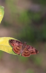 Anastrus sempiternus