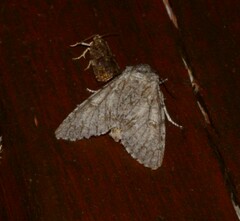 Acronicta americana