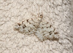 Macaria pinistrobata