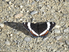 Limenitis arthemis rubrofasciata