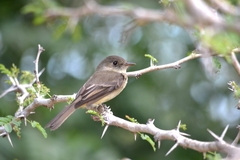 Contopus hispaniolensis