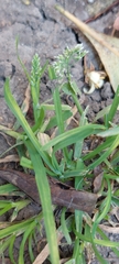 Poa annua