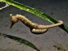 Hippocampus subelongatus