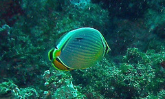 Chaetodon trifasciatus