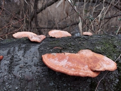 Trametes cinnabarina