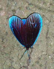 Pompelon marginata