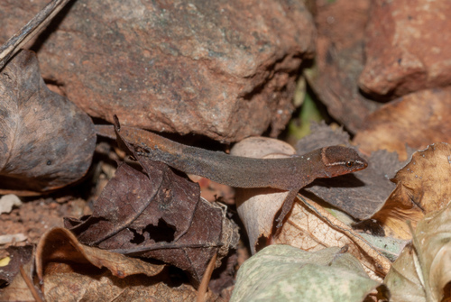 Colombian Dwarf Gecko, Lepidoblepharis miyatai