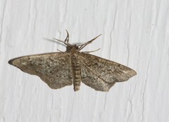 Hypagyrtis piniata