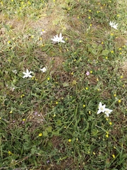 Ornithogalum navaschinii