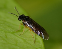 Tenthredinidae