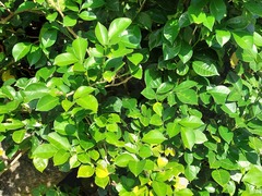 Murraya omphalocarpa