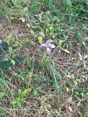 Iris unguicularis