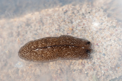 Pericelis cata