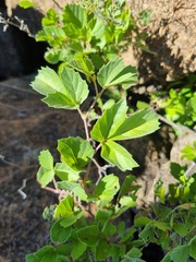 Rhoicissus tridentata