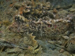 Aploactisoma milesii