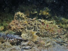 Aploactisoma milesii