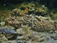 Aploactisoma milesii