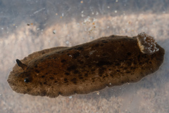 Dendrodoris krebsii